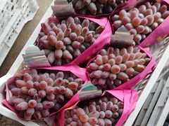 -马陆小张葡萄园农家乐