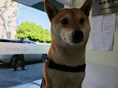 -艾吉宠物医院·疑难杂症转诊中心·猫友好(碧江路院)