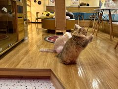 -滚猫咖啡·猫咖·猫友好撸猫(未来城店)