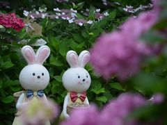 -上海共青森林公园