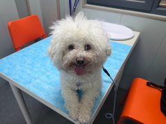 -伟伟宠物医院·CT影像中心·瑞派犬猫综合性门诊(汉口总院)