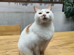 -猫的天空之城概念书店(苏州平江店)