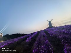 -大塘金香草谷