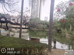 -金花茶公园