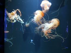 -成都浩海立方海洋公园