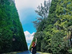 -黄海国家森林公园