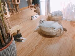 -松果猫咖(桐乡吾悦金街店)