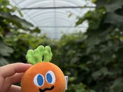 -马陆小张葡萄园农家乐