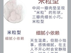 -翊宠yipet猫狗购宠庄园犬舍•猫舍