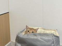-瑞派·关忠动物医院·猫专科·犬专科(三环新城店)
