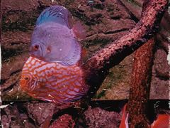 -上海海洋水族馆