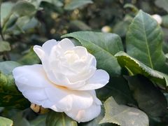 -南山植物园