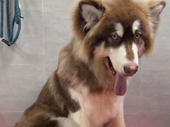 -宠福鑫康馨动物医院·骨科·眼科