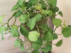 -卓尔美笑口腔·种植·矫正·儿童颜面管理(辽宁街店)