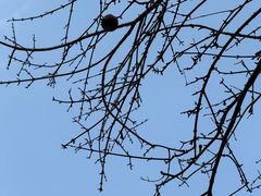 -西园寺素食(西园弄戒幢律寺店)
