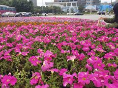-广西壮族自治区药用植物园