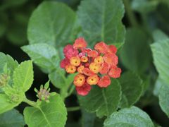 -云南屏边大围山国家公园