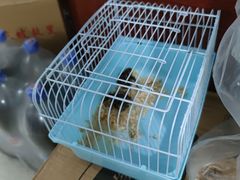 -郭场火锅鸡(梁山头店)