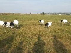 -盐城丹顶鹤湿地生态旅游区