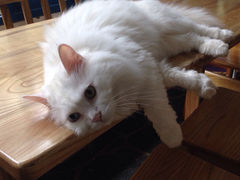 Anne猫窝咖啡屋-Anne猫窝咖啡屋