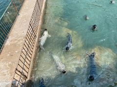 -西霞口神雕山野生动物世界