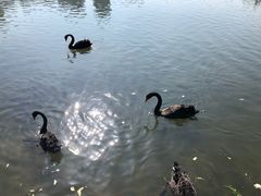-五缘湾湿地公园