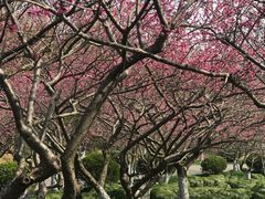 -上海海湾国家森林公园