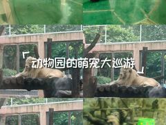 -成都动物园