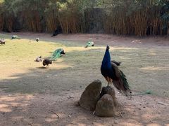 -深圳野生动物园