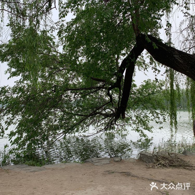 圆明圆-最美的后花园🥀🥀🥀