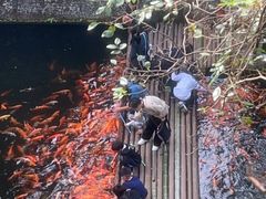 -千岛湖东南湖区