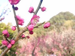 -无锡梅园公园