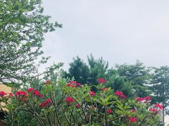 -美的鹭湖探索王国