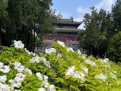 -洛阳白马寺