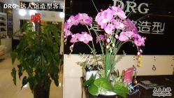 DSC01088-DRG达人馆造型