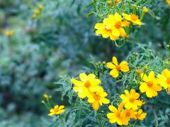 -墨尔本皇家植物园