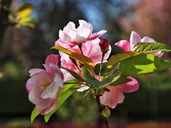 -海棠花溪(元大都城垣遗址公园)