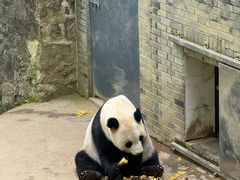 -都江堰中华大熊猫苑