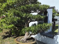 -扬州大运河文化旅游度假区·盆景园