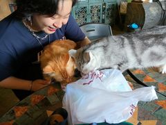 -猫猫幼稚园·撸猫·桌游·电玩