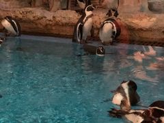 -帝企鹅自助餐厅•儿童岛•真企鹅(长隆企鹅酒店)