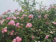 -大塘金香草谷