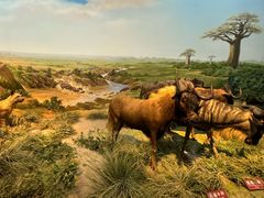 -陕西自然博物馆