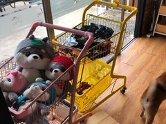 -柴犬高等学院·狗咖·柴犬售卖·宠物训练