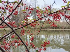 -新江湾城公园