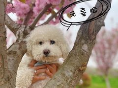 -BABIT巴比特宠物(MOMOPARK店)