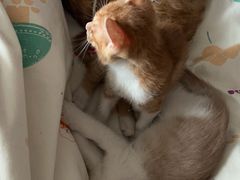 -FAELING PETS美天灵宠物(富力广场店)