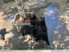 -西霞口神雕山野生动物世界