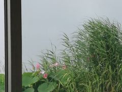 -焦岗湖旅游度假区
