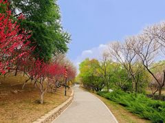 -大望京公园